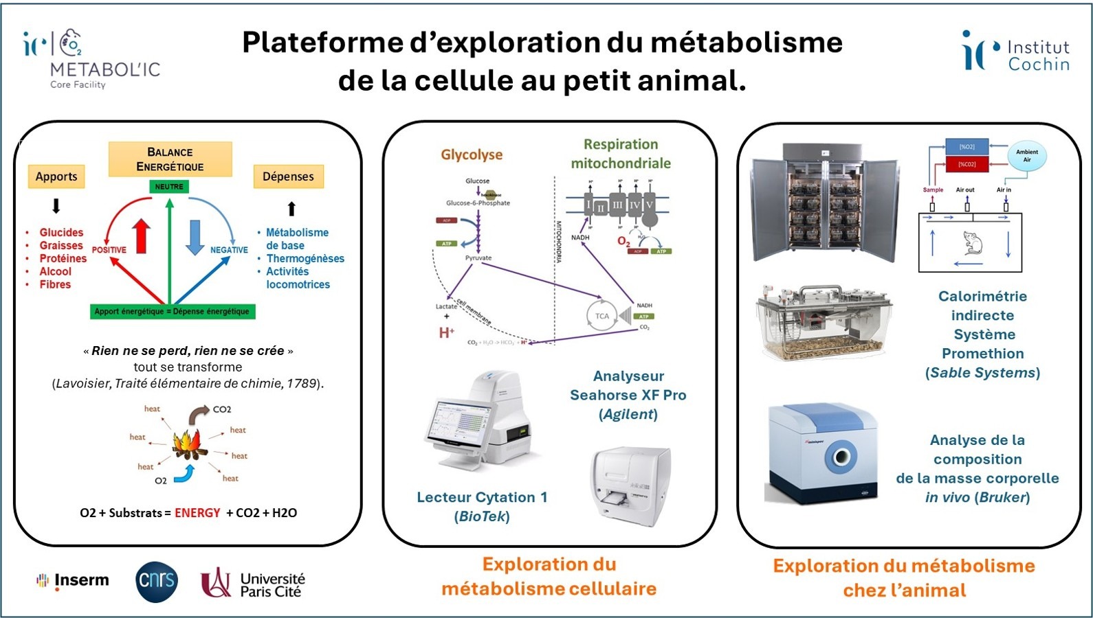 Exploration du Métabolisme énergétique de la cellule au petit animal : METABOL’IC de l’institut Cochin 