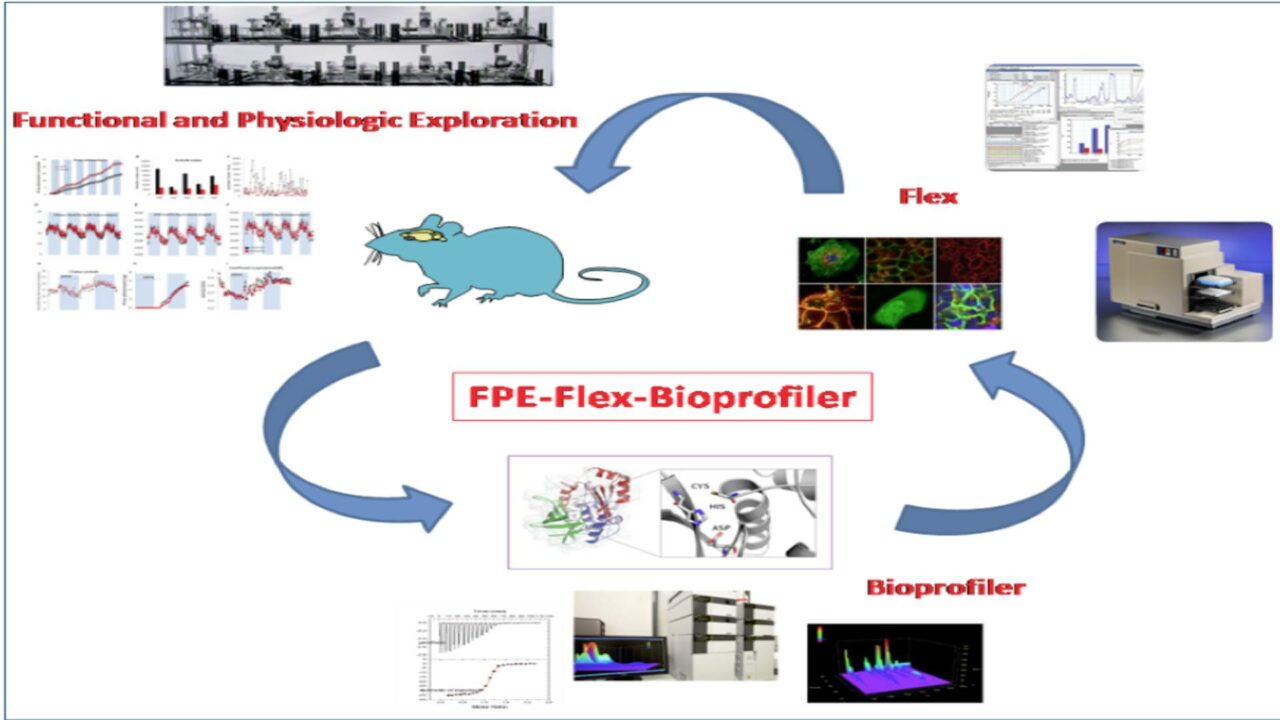 Plateforme Métabolisme : Exploration Physiologique Fonctionnelle ...